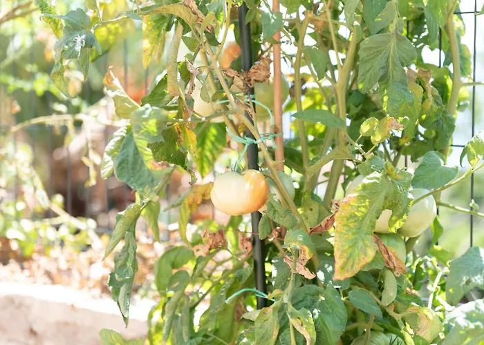 Апартаменты Opatija Bregi Breza